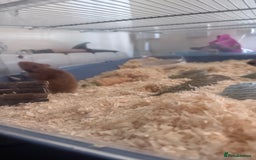 Hamster rodents for sale: 9weeks Syrian hamster and set up - Image 2