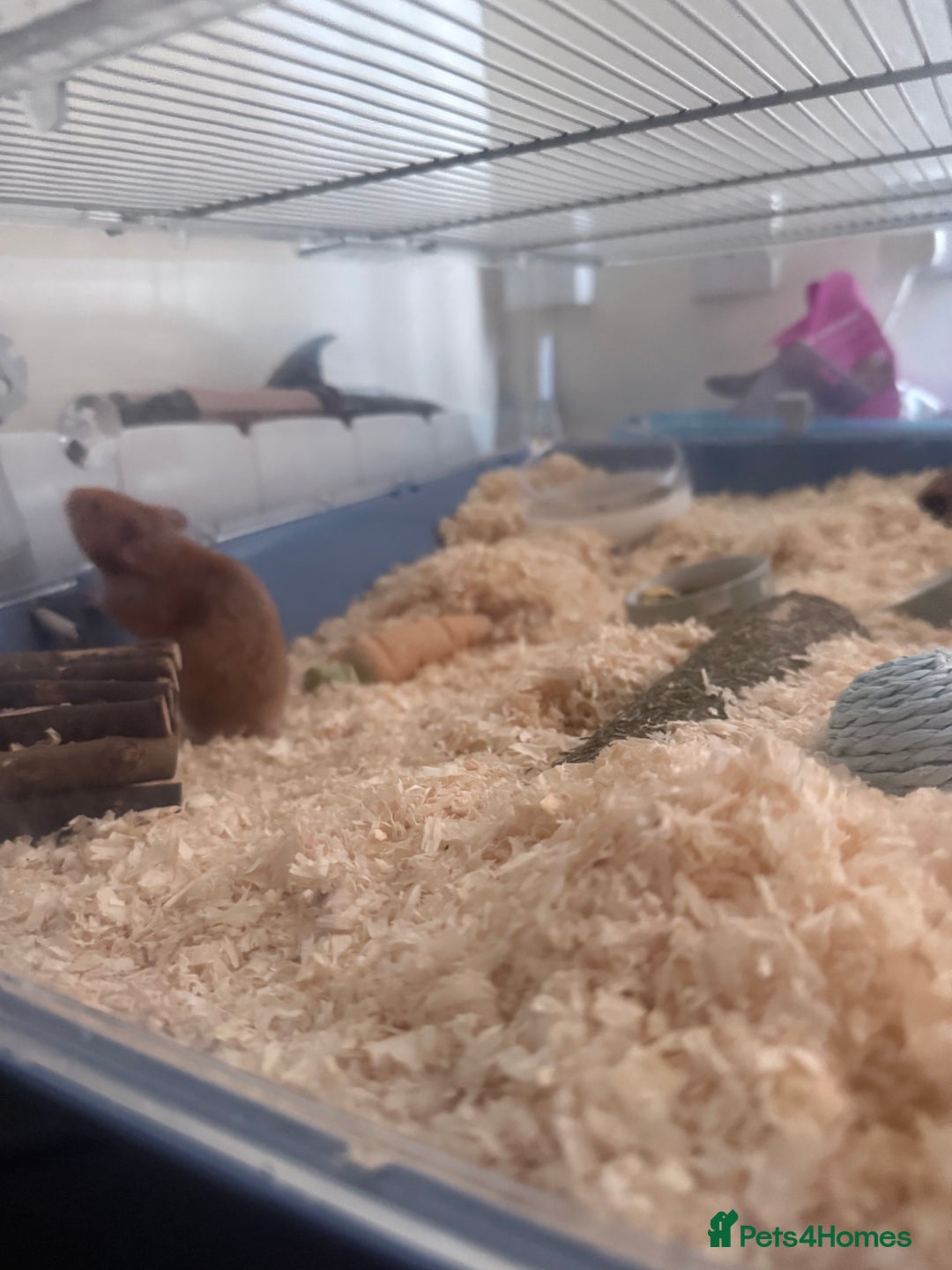Hamster rodents for sale: 9weeks Syrian hamster and set up - Image 2