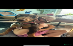 Miniature Dachshund dogs for sale: Miniature Dachshund Puppies - Image 13