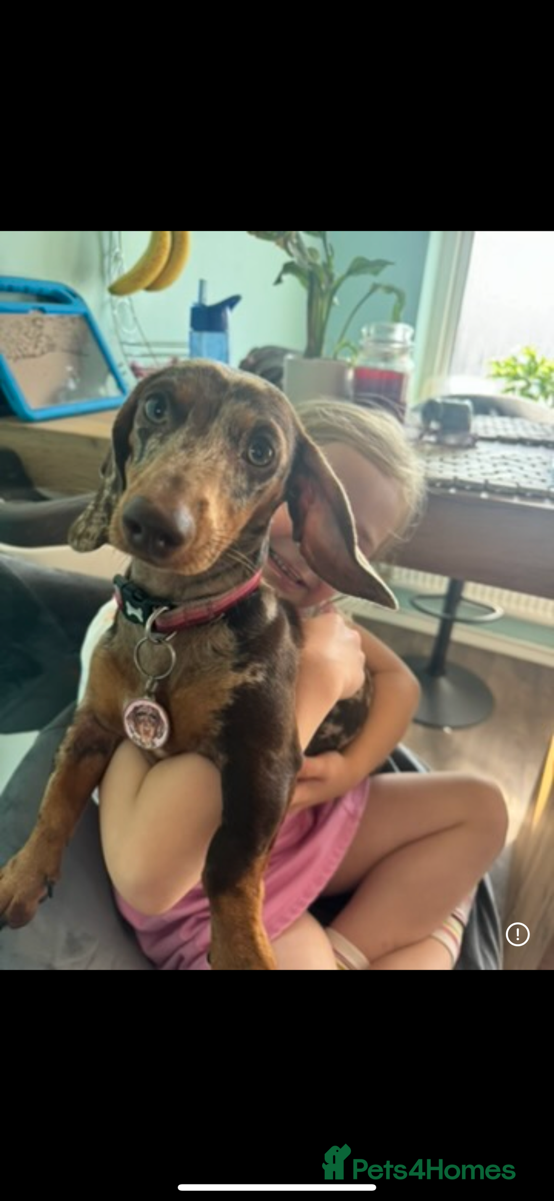 Miniature Dachshund dogs for sale: Miniature Dachshund Puppies - Image 13