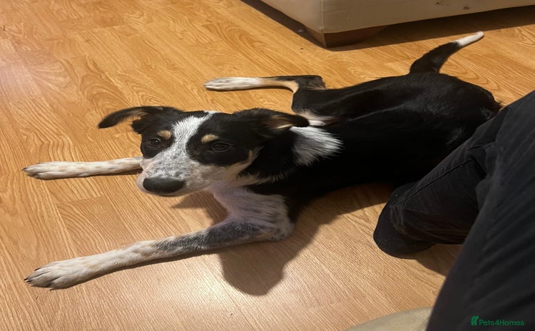 Border Collie dogs - Advert 10