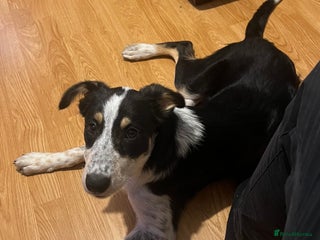 Border Collie dogs - Advert 14