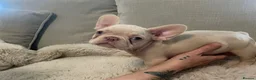 French Bulldog dogs for sale: 🔥 Unbelievable litter of 11 French Bulldogs 😍 - Advert 12