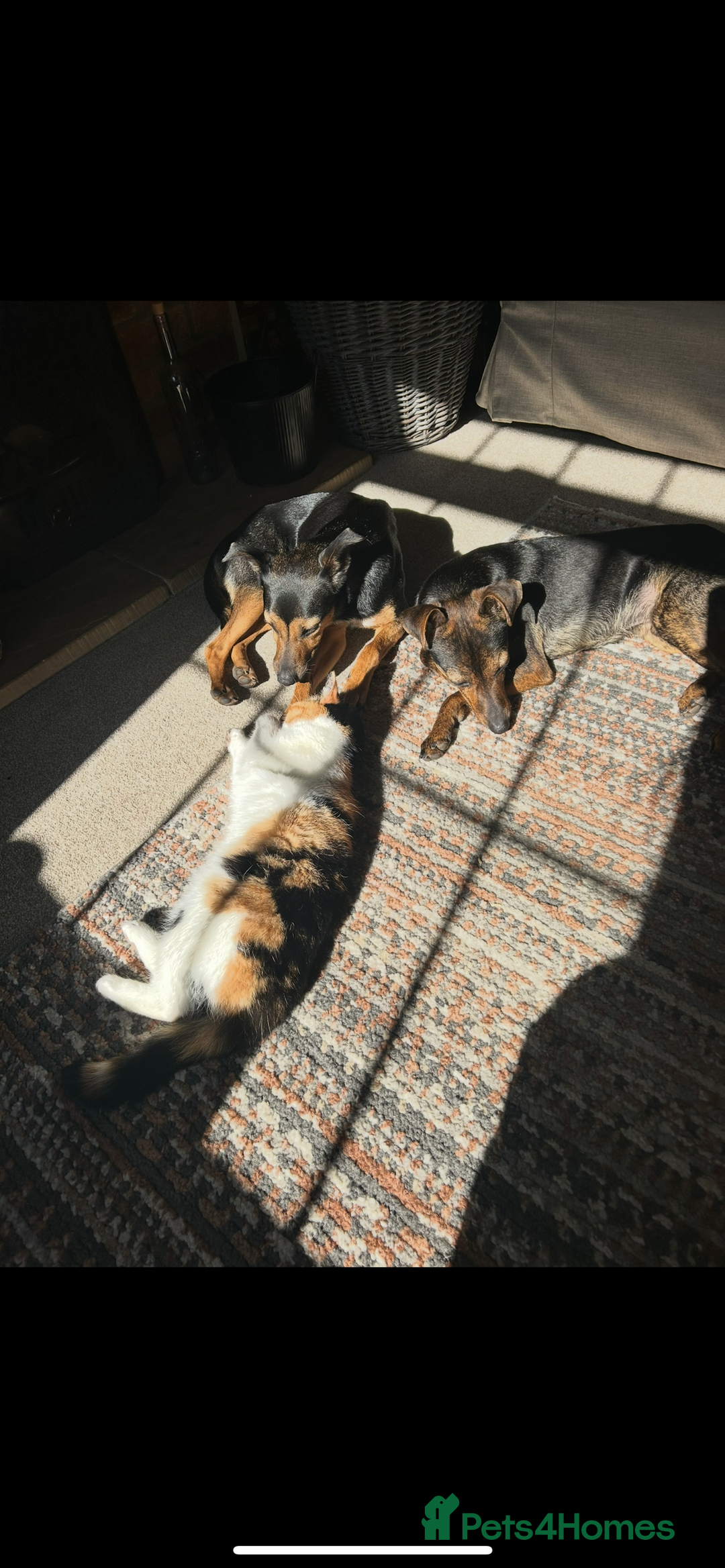 Mixed Breed dogs for sale: Ciok 1.5 year old mixed breed - Advert 4