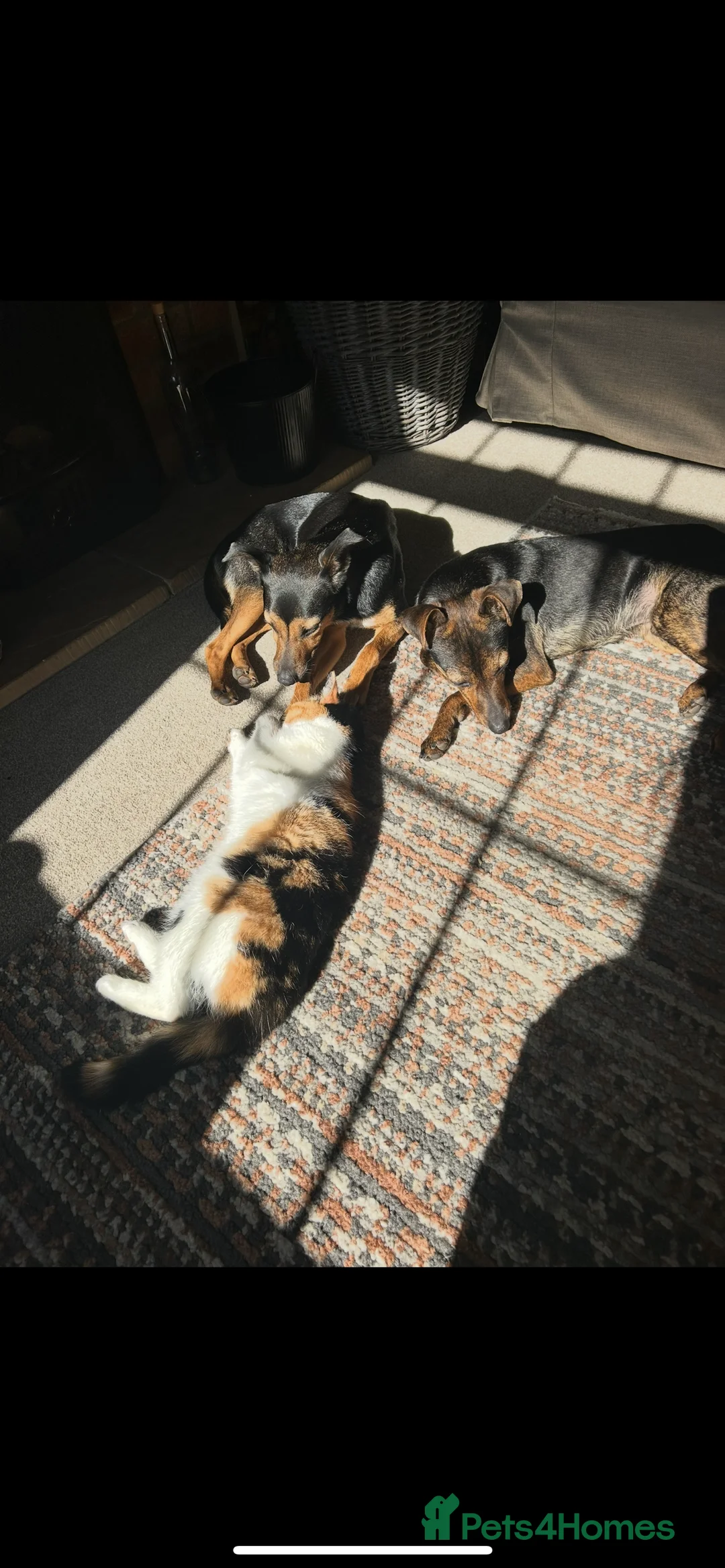 Mixed Breed dogs for sale: Ciok 1.5 year old mixed breed - Advert 4