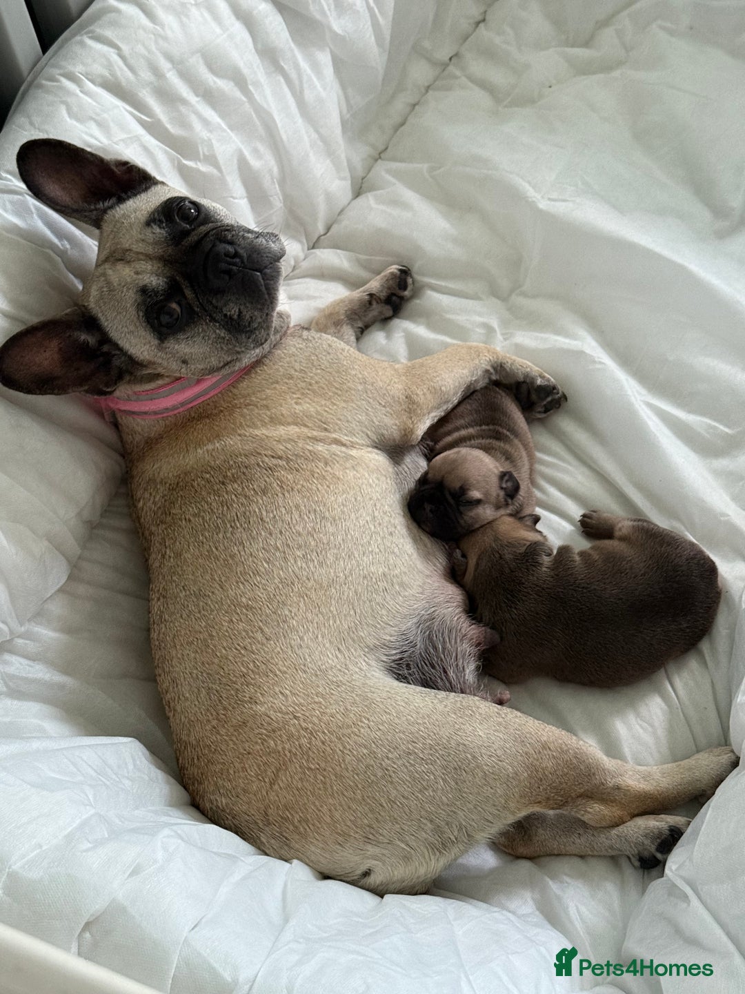 French Bulldog dogs for sale: Gorgeous Frenchie pups - Image 7