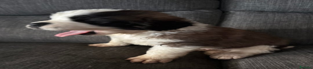 Saint Bernard Puppy 3