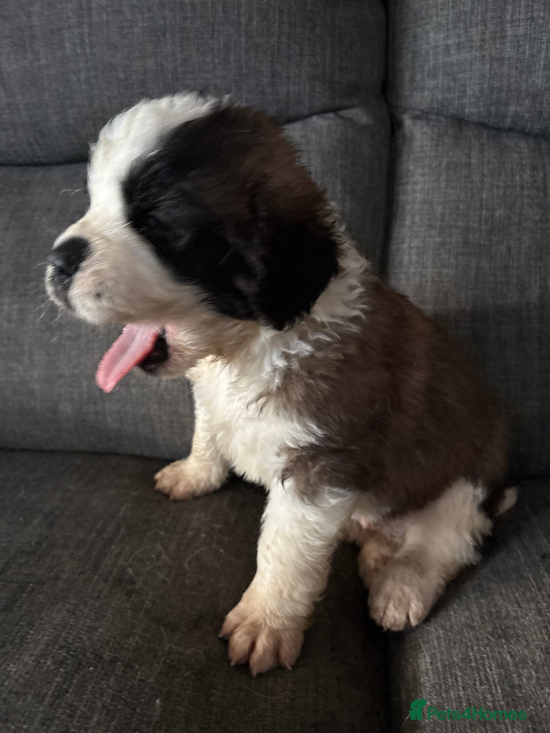 Saint Bernard dogs for sale: Saint Bernard  - Image 10