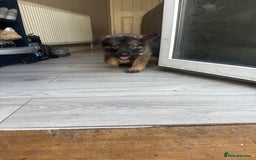 German Shepherd dogs for sale: READY NOW! German Shepherd x Belgian Malinois - Image 7