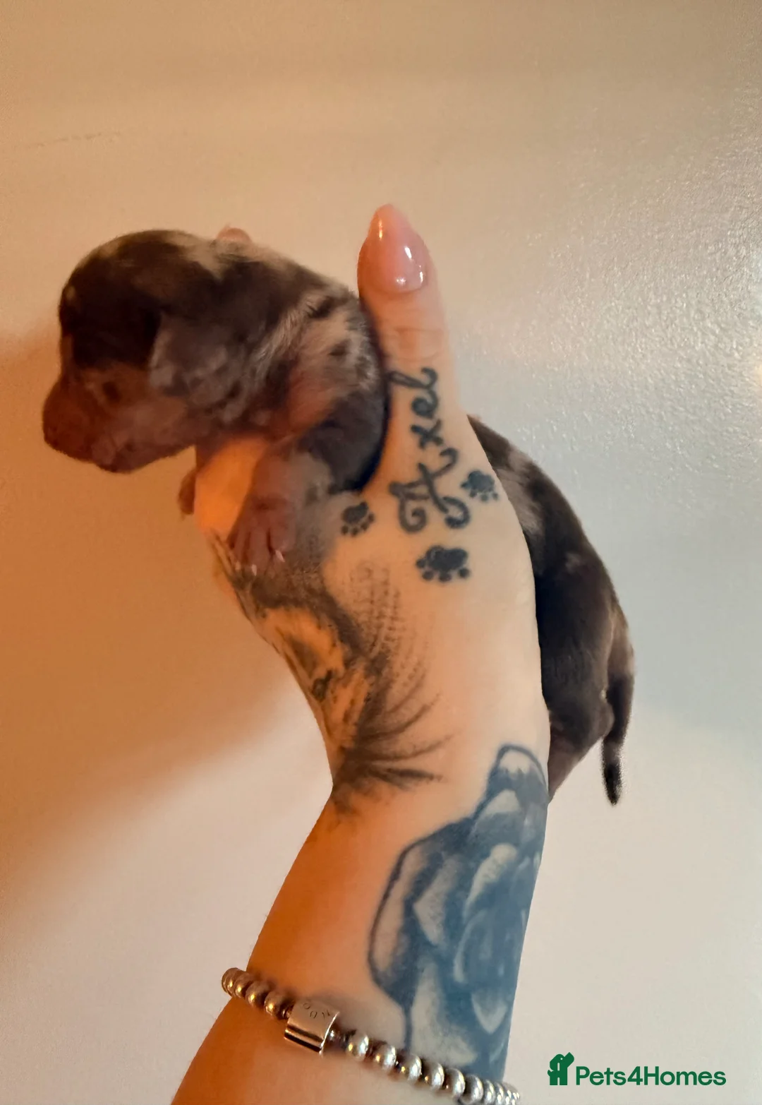 Dachshund dogs for sale: 🤎Tweenie Dachshunds🤎 - Advert 2