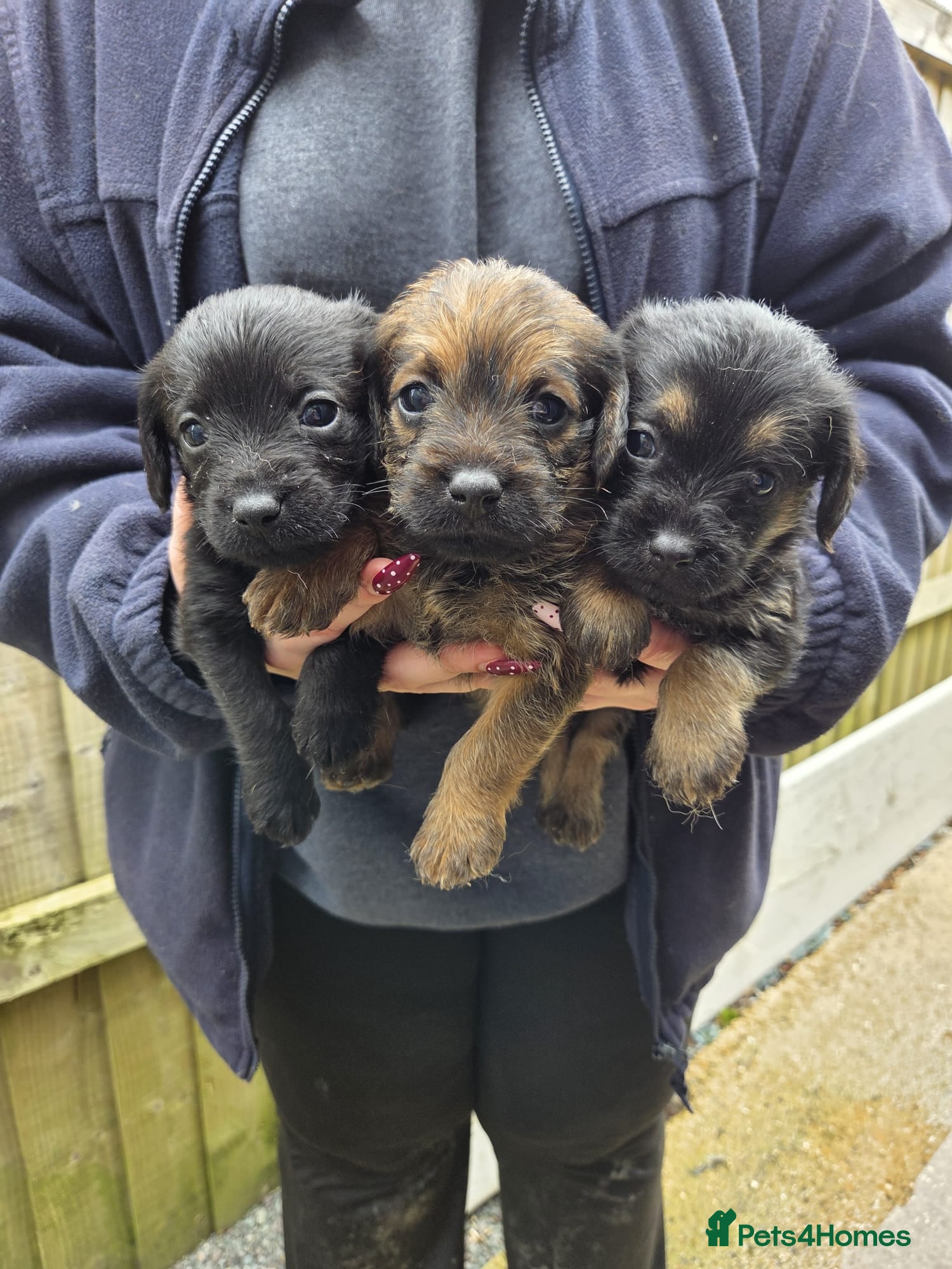 Mixed Breed dogs Border Terrier X Poodle Mix - Advert 1