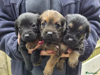 Mixed Breed dogs Border Terrier X Poodle Mix - Advert 1