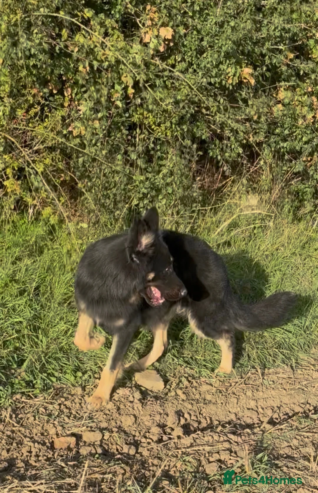 German Shepherd dogs for stud: ODIN PEDIGREE GERMAN SHEPHERD *PROVEN* - Advert 2