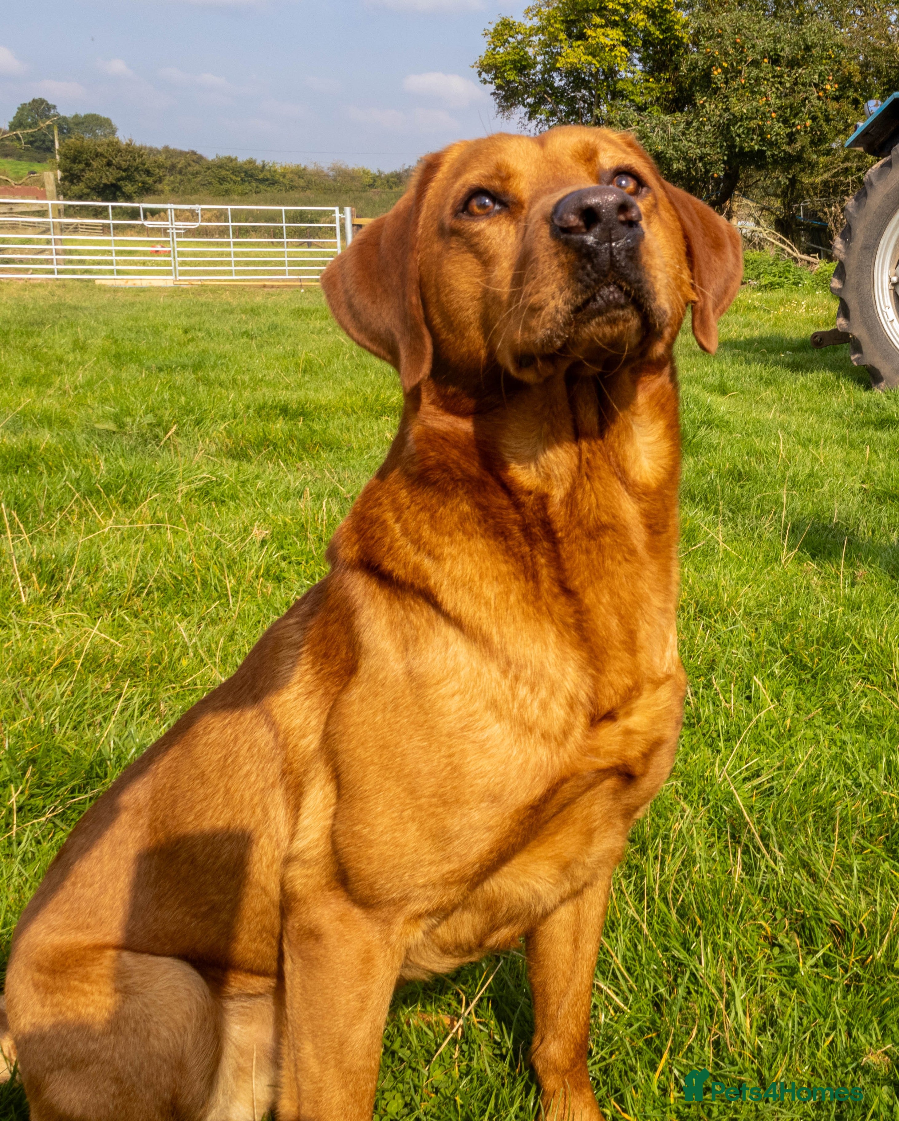 Labrador Retriever dogs Fox Red Labrador- For Stud in Uttoxeter - Advert 11
