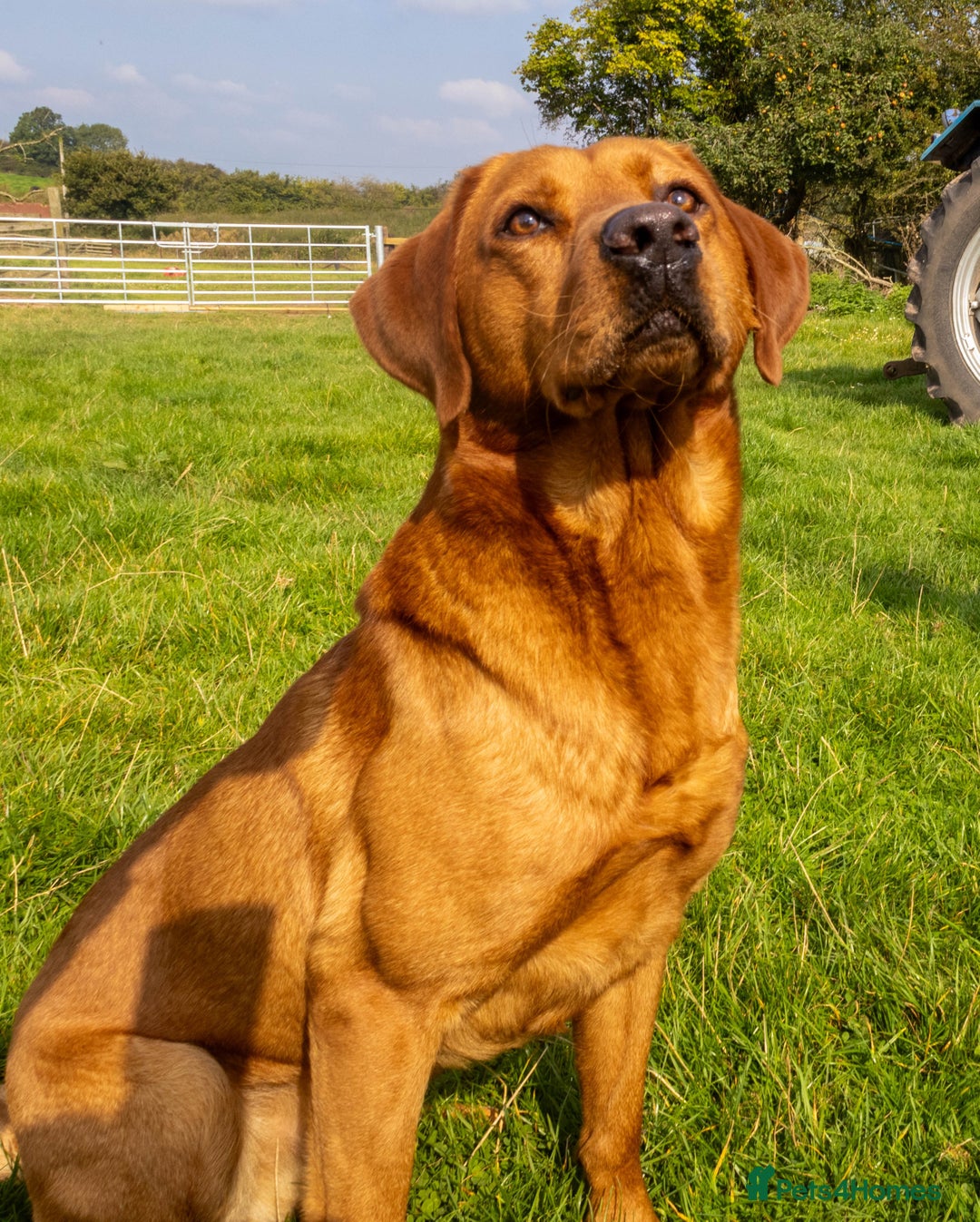 Labrador Retriever dogs for stud: Fox Red Labrador- For Stud in Uttoxeter - Image 1