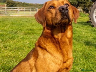 Labrador Retriever dogs in Uttoxeter - Advert 31