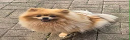Pomeranian dogs for sale: 13 weeks Teddy bear face Pomeranian male puppies  - Advert 22