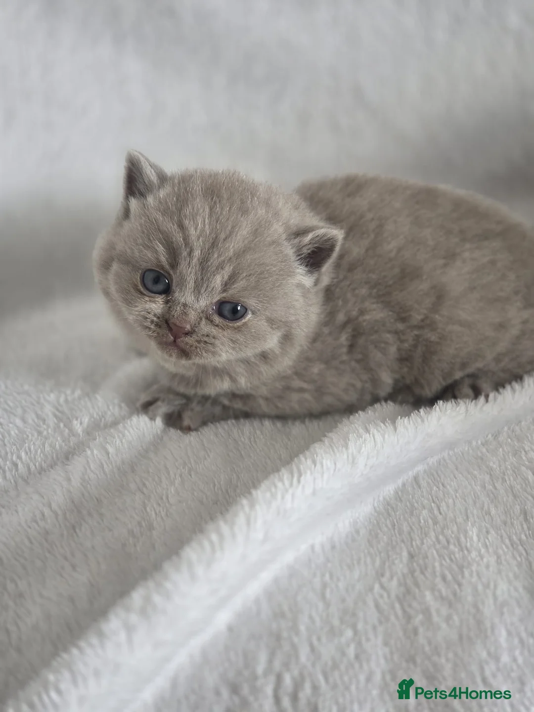 British Shorthair cats for sale: Boy and girl available  - Advert 1