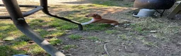 Italian Greyhound dogs for sale: Gorgeous Kc reg Italian greyhound  - Advert 25