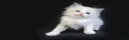 Ragdoll cats for sale: Ragdoll kittens bi color - Advert 27