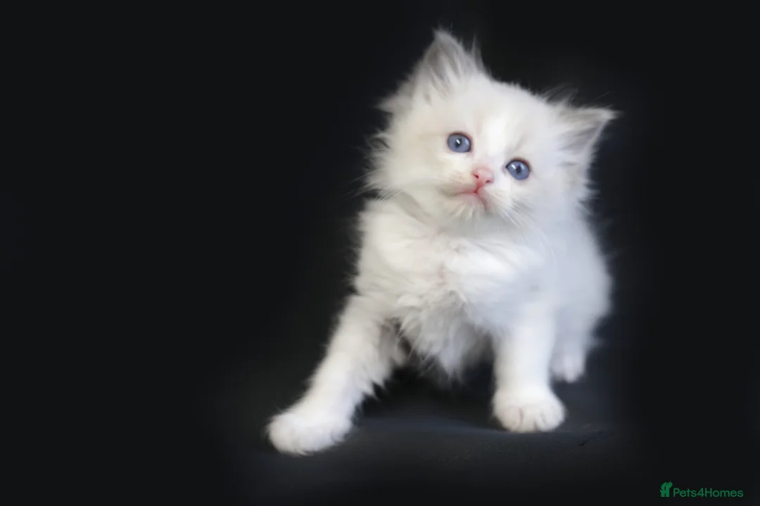 Ragdoll cats for sale: Ragdoll kittens bi color - Advert 27
