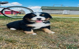 Bernese Mountain Dog dogs for sale: Bernese Mountain Dog Puppies - Image 3