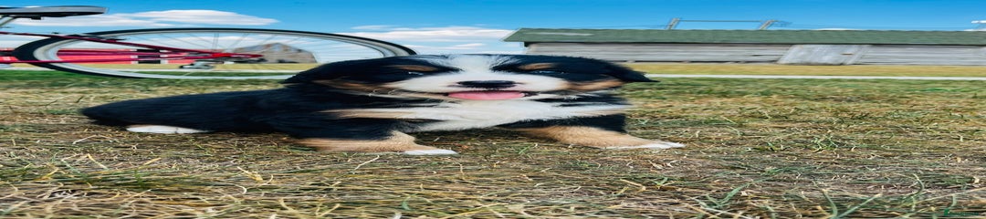 Bernese Mountain Dog Puppy 3