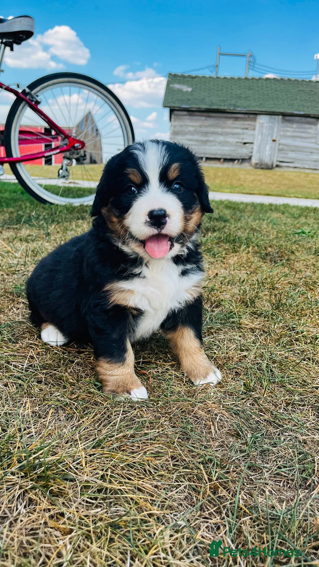 Bernese Mountain Dog dogs for sale: Bernese Mountain Dog Puppies - Image 3