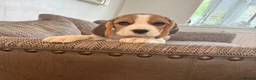 Beagle dogs for sale: Exceptional KC Beagle puppies  - Advert 11