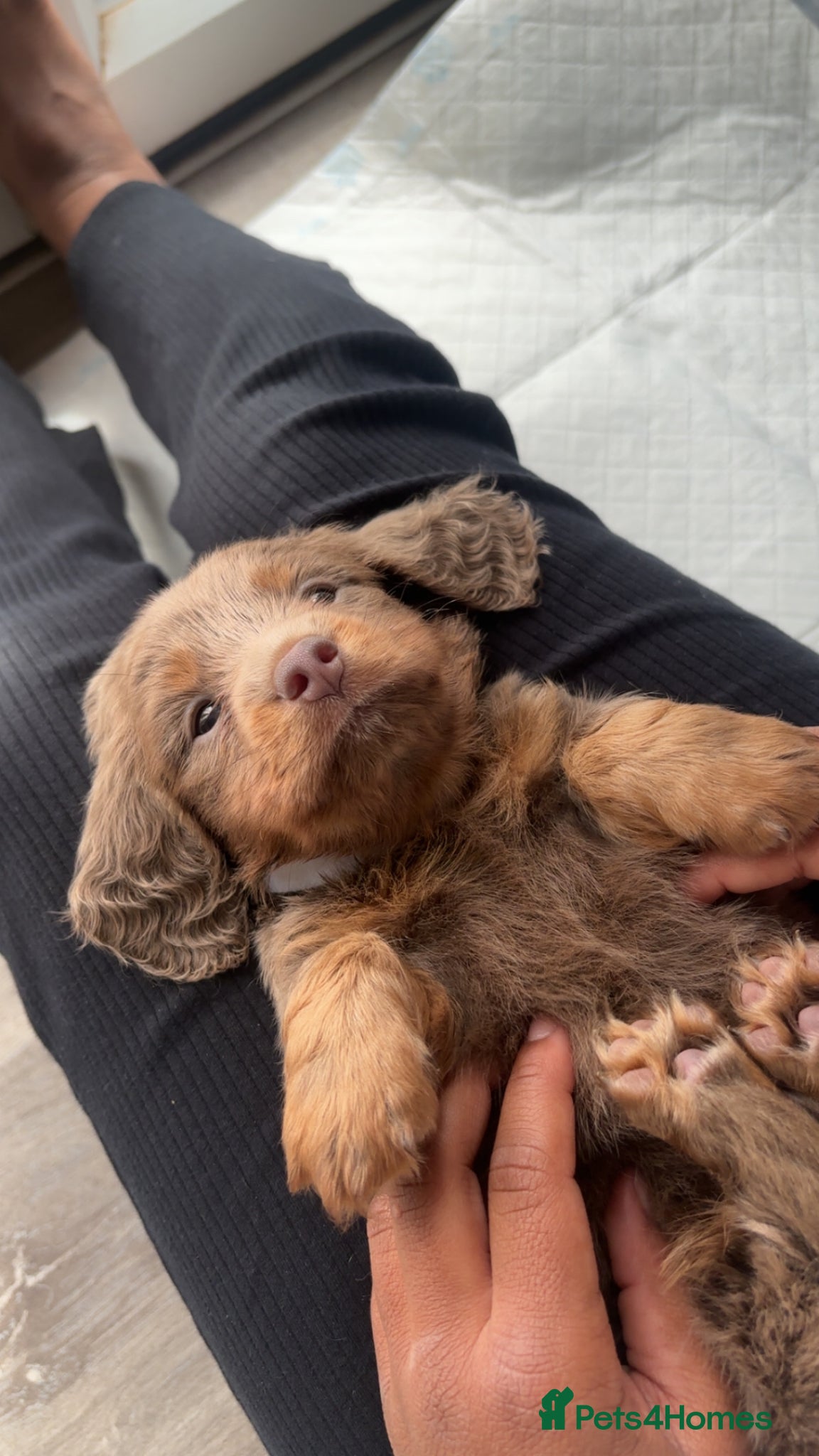 Miniature Dachshund dogs Long haired Miniature Dachshund girl - Advert 1