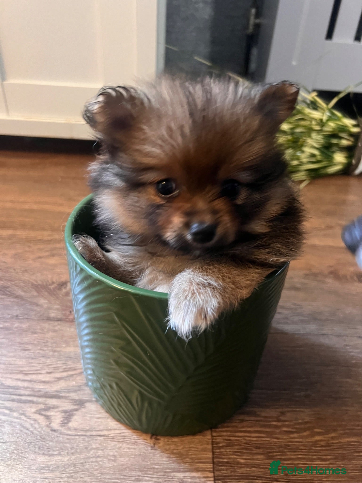 Pomeranian dogs READY NOW Pomeranian Puppies  - Advert 7