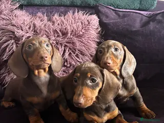 Miniature Dachshund dogs READY KCREG Miniature Dachshund HealthTested Pups - Advert 4