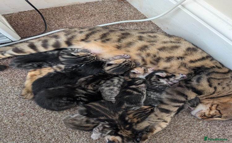 Bengal cats Bengal x  female - Advert 2