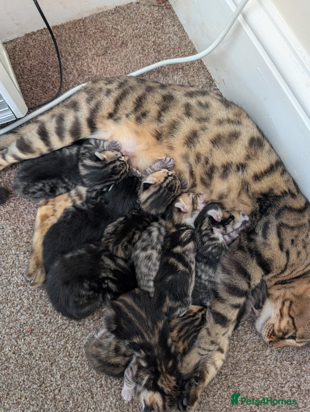 Bengal cats for sale: Bengal x  female - Advert 1