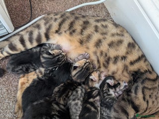 Bengal cats Bengal x female - Advert 1