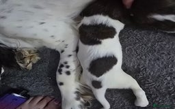 English Springer Spaniel dogs for sale: Stunning Pedigree Registered Pups - Image 24