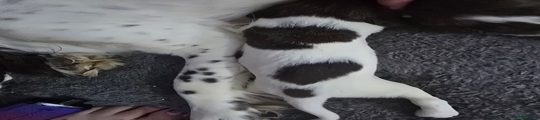 English Springer Spaniel Puppy 4