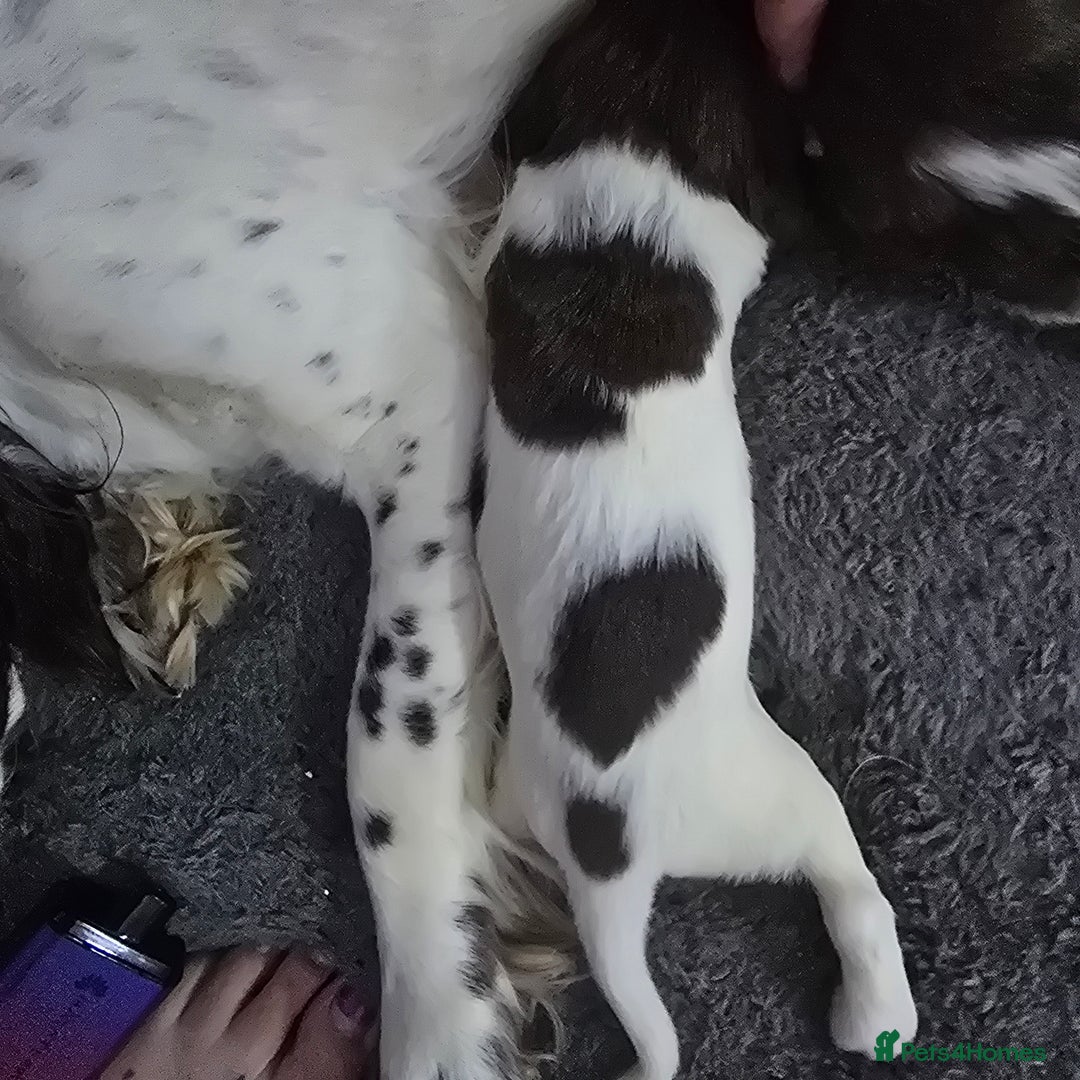 English Springer Spaniel dogs for sale: Stunning Pedigree Registered Pups - Image 24