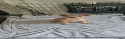 Mixed Breed dogs for sale: Charlie the Chaffy **A special boy**  - Advert 8