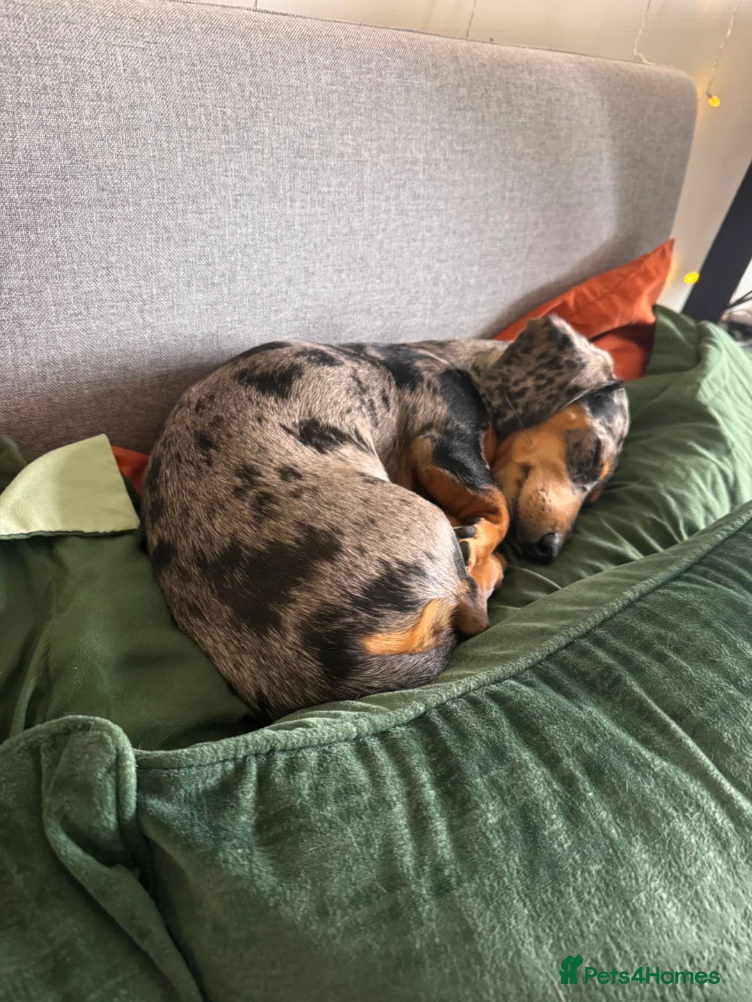 Miniature Dachshund dogs for sale: 7 month old female miniature dachshund  - Advert 2