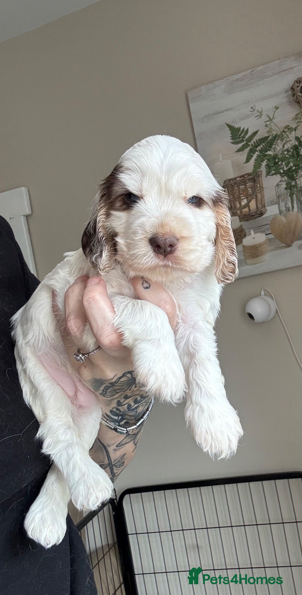 Cocker Spaniel dogs  🤎Exceptional DNA clear show Cocker Spaniels🤎 - Advert 16