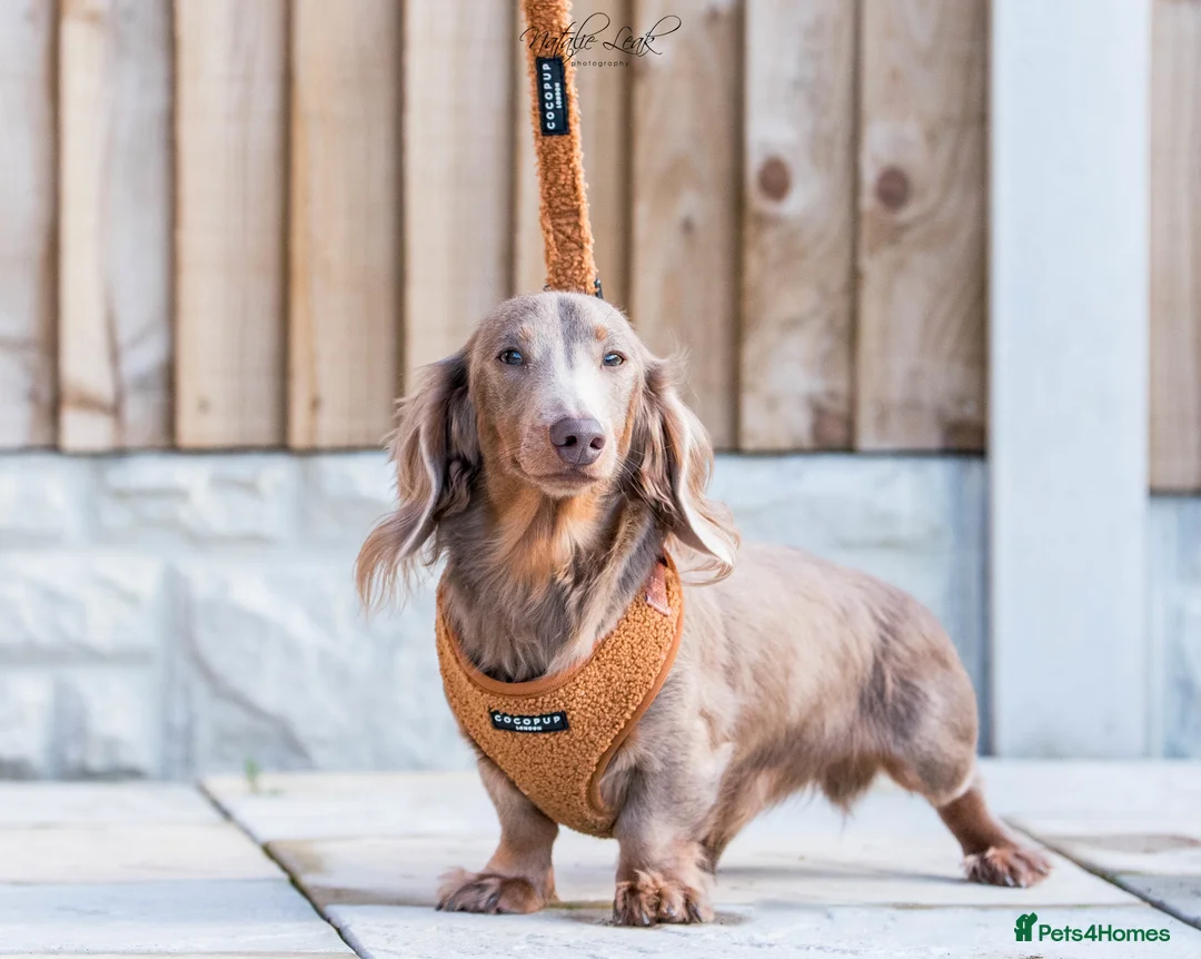 Dachshund dogs for stud: Isabella and tan miniature dapple  in Leeds - Advert 6