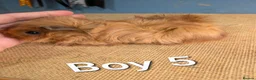 Guinea Pig rodents for sale: Funky breed baby guinea pigs  in Washington - Advert 17