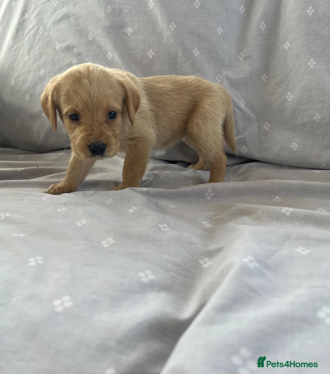 Labradoodle dogs for sale: Labradoodle puppys in Perth - Advert 2