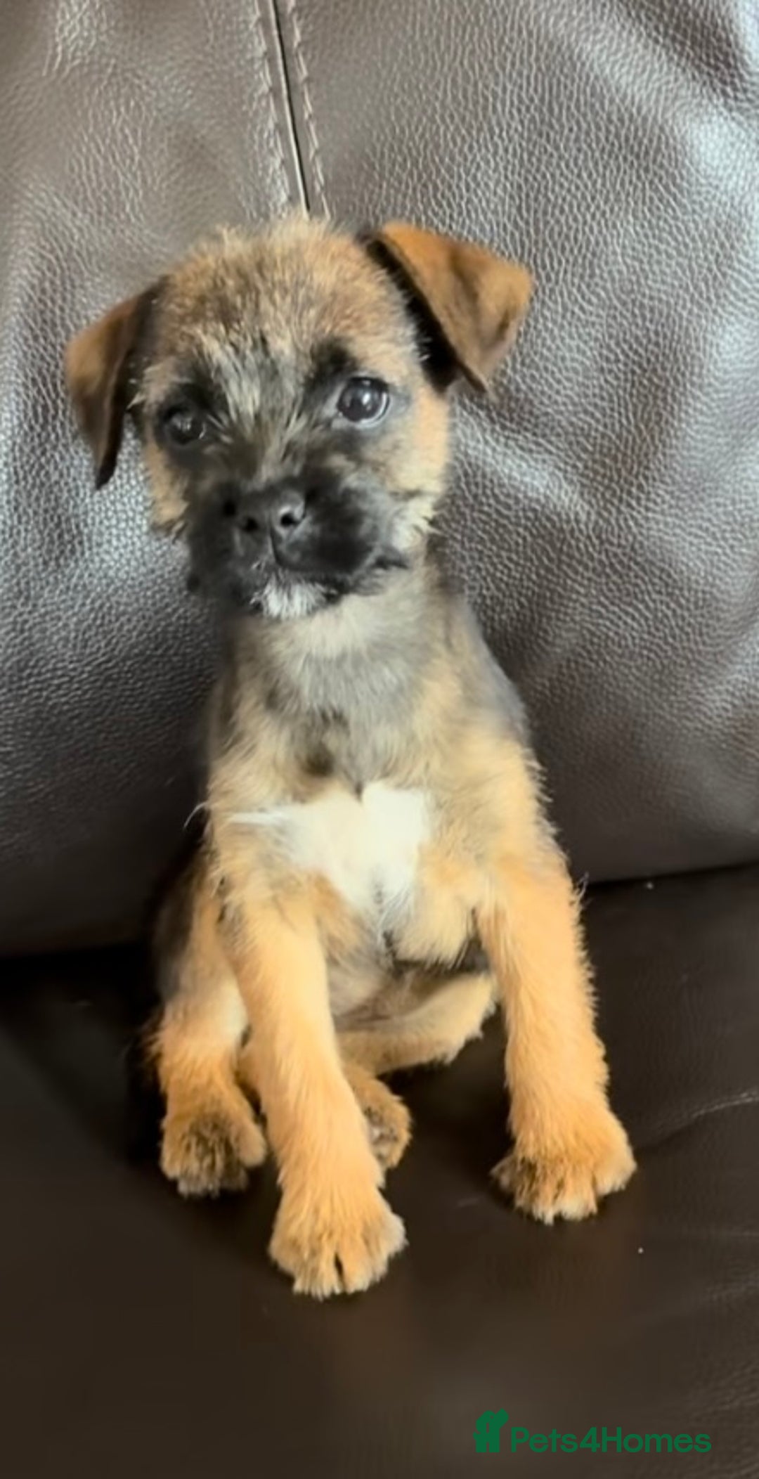 Border Terrier dogs for sale: Border Terrier puppies - Image 2
