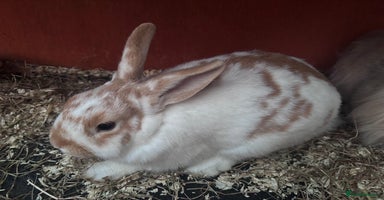 Mixed Breed rabbits - Advert 3