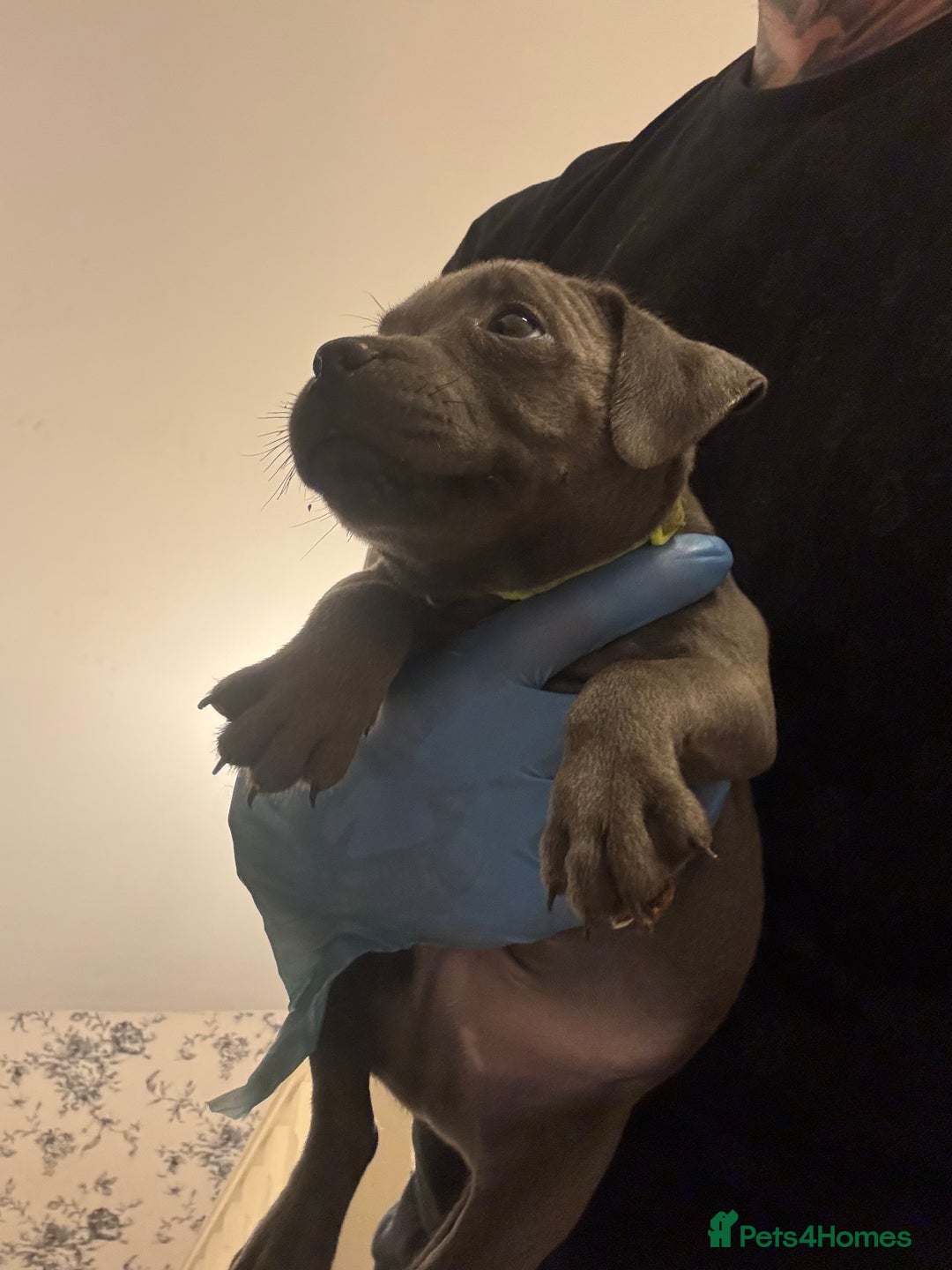 Staffordshire Bull Terrier dogs for sale:  Beautiful blue staffy litter amazing bloodlines - Image 11