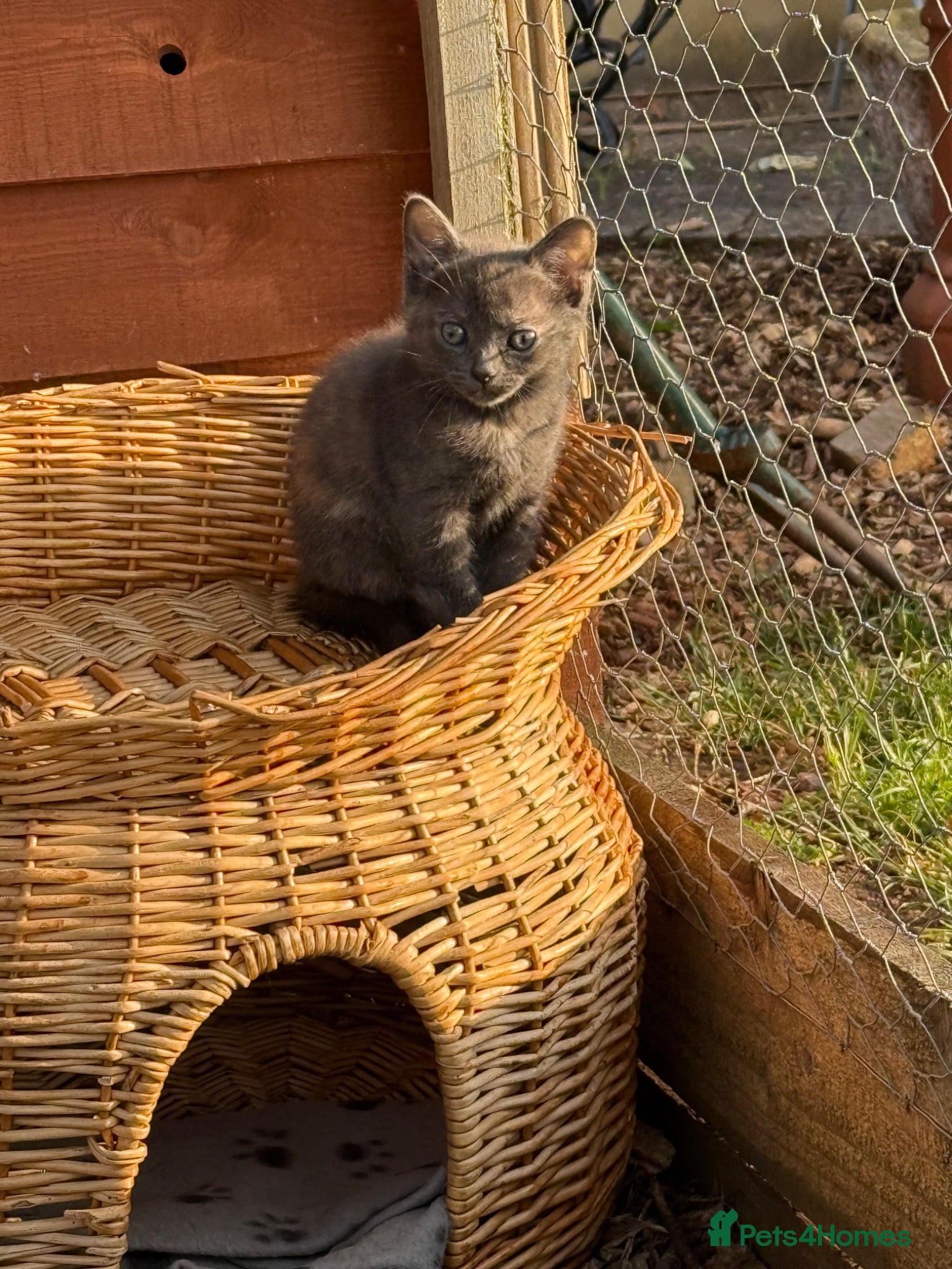 Mixed Breed cats Beautiful British short hair cross  - Advert 12