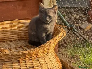 Mixed Breed cats Beautiful British short hair cross - Advert 12