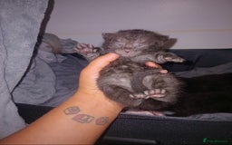 British Shorthair cats for sale: Blue Russian Mix  - Image 8